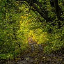 approaching autumn / autumn