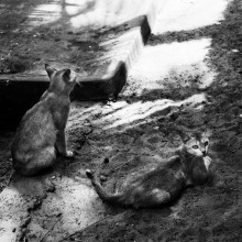 Katzen Foto / ***