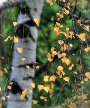 Die ersten Zeichen des Herbstes / ***