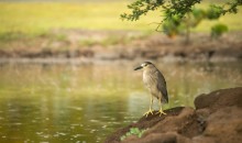 ... Welche Art von Langeweile Sturm / night heron