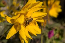 Scheibe Sommer / ***