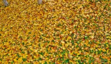 Herbst / ***