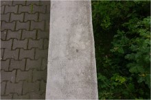  / ***