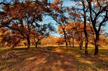 In Oak Forest / ***
