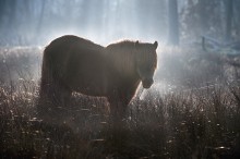 Solitary / Early morning in nature reserve of Asdonk / Belgium