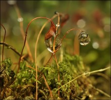 Zwischen den Zeilen der Herbst ... / ***