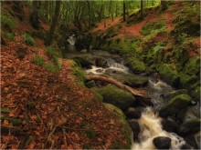 In der geheimnisvollen Wald ... II ... / ***