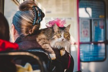 Katzen Foto / ***