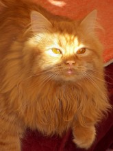 Sundog / ***
