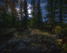 Auf dem Waldweg in der Nacht ... / ***