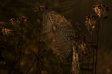 Exklusive Herbst-Goldschmied. / ***