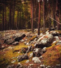 In der undurchdringlichen Wald / ***