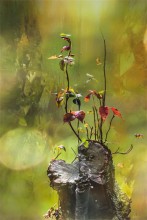 Palette des Herbstes / ***