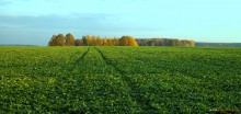 Herbst Gegensatz / ***