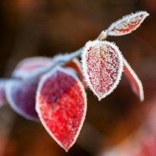Der erste Frost / ***