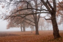 Herbststimmung / ***
