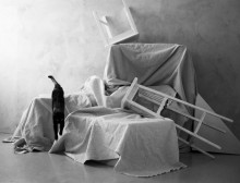 Katze und Stillleben / ***