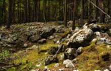 In der Steinwald / ***