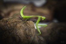 mantis / ...