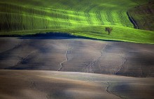Spring Fields / Tuscany / Italy
