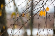 Herbst weinen / ***