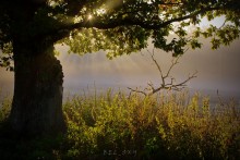 in the morning Fog / ***