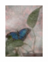 "Mood Indigo" / "Mood Indigo" / indigo