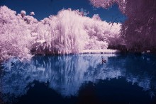 Schwanensee / ***