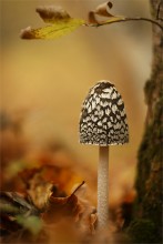 Autumn Stille ... / .......