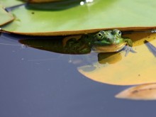 Neugierig / ***