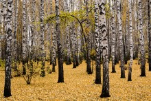 Autumn Teppich! / ***