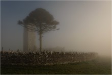 ... Friedhof, Nebel, Kiefer ... / ***