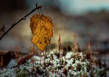 Herbst verwandelt sich in Winter ... / ***