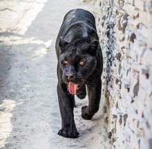 Schwarze Jaguar / ***