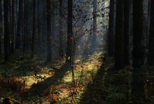 Wald am Mittag. / ***