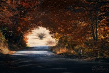 Straße im Herbst II / ***
