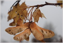 November ... / ***