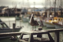 im Hafen von der Golden Gate / ***