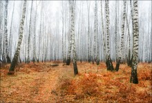 Rodnenky / ***