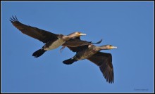 ... Wir fliegen Paar. / ***