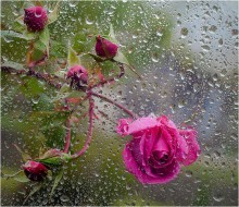 Und an mein Fenster klopfte in der Herbst stieg / canon macro 100 2,8L