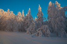 Schnee-Spitze / ***