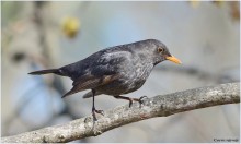 Männliche Amsel / ***