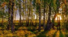 "Morning Light" / ***