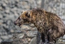 Teddy-Bär / ***