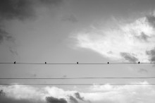 . . . . . (Musik der Vögel) / ..........