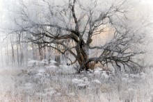 In der weißen Stille gefangen ... / ***