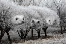 Igel / ***