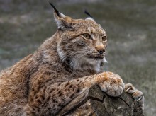 Luchs / ***