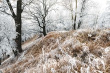 Im Zauberwald / ***